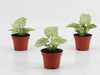 Syngonium Confetti