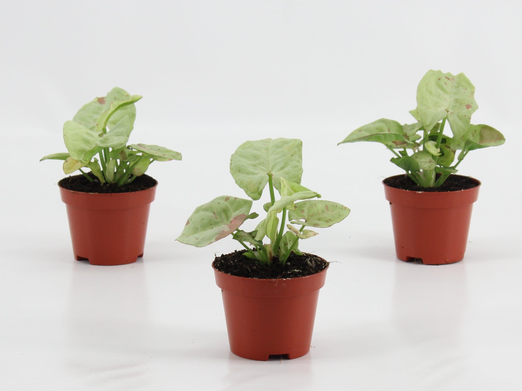 Syngonium Confetti