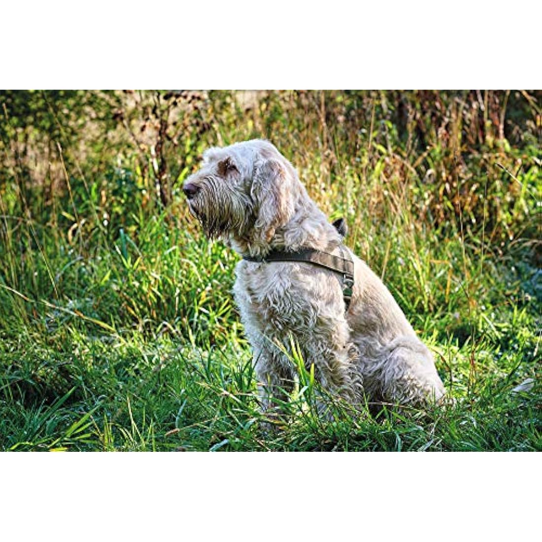 HUNTER Norwegian harness for Dogs Hunting, 50 x 69-93 cm, Black