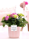 Hydrangea M Early Rosa 3+ Keramiek Fleur