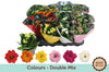 Kalanchoe Gev Gemengd 6kl