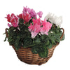 Opm RS25-323001 Mand Hanoi