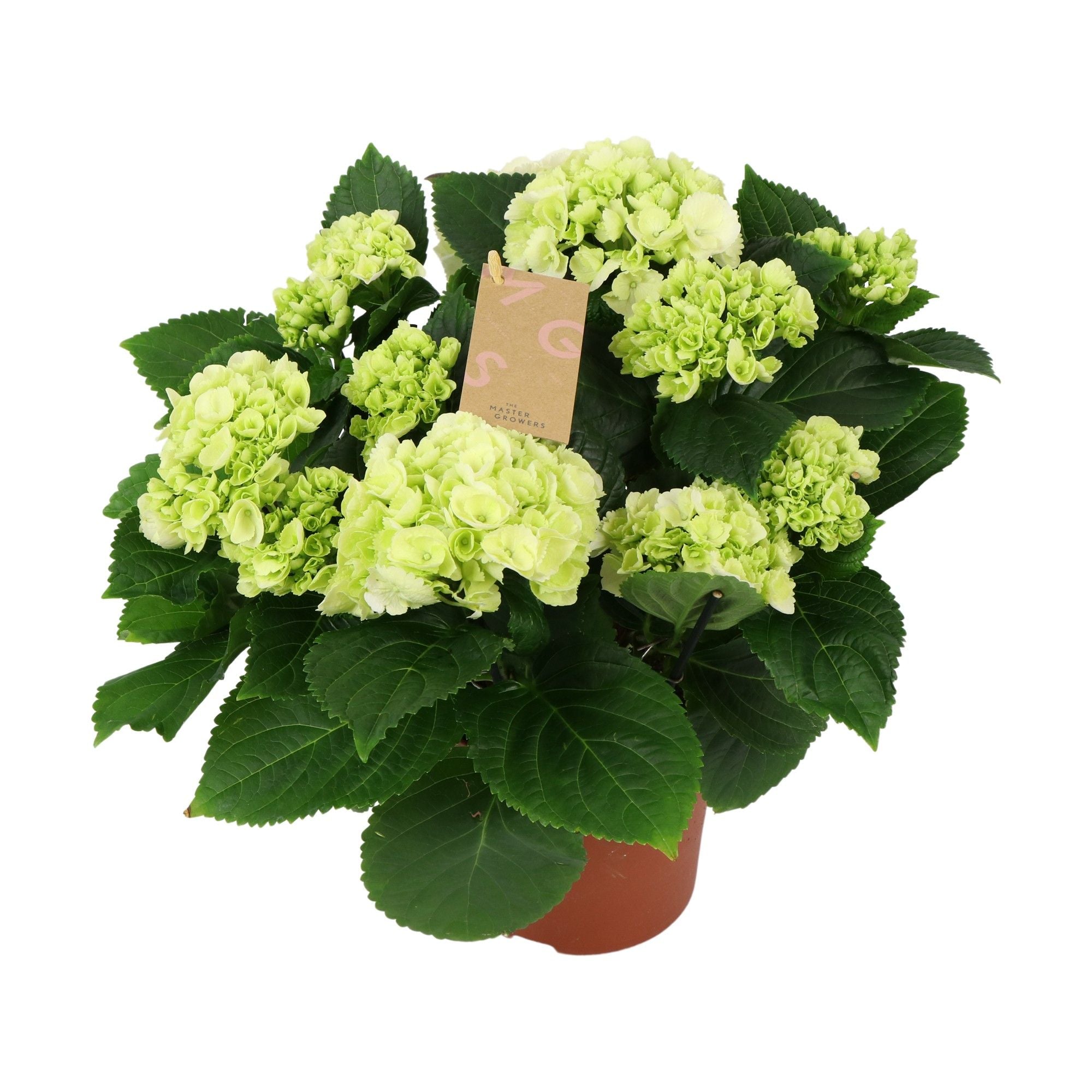 Hydrangea M Crystal Palace 7+