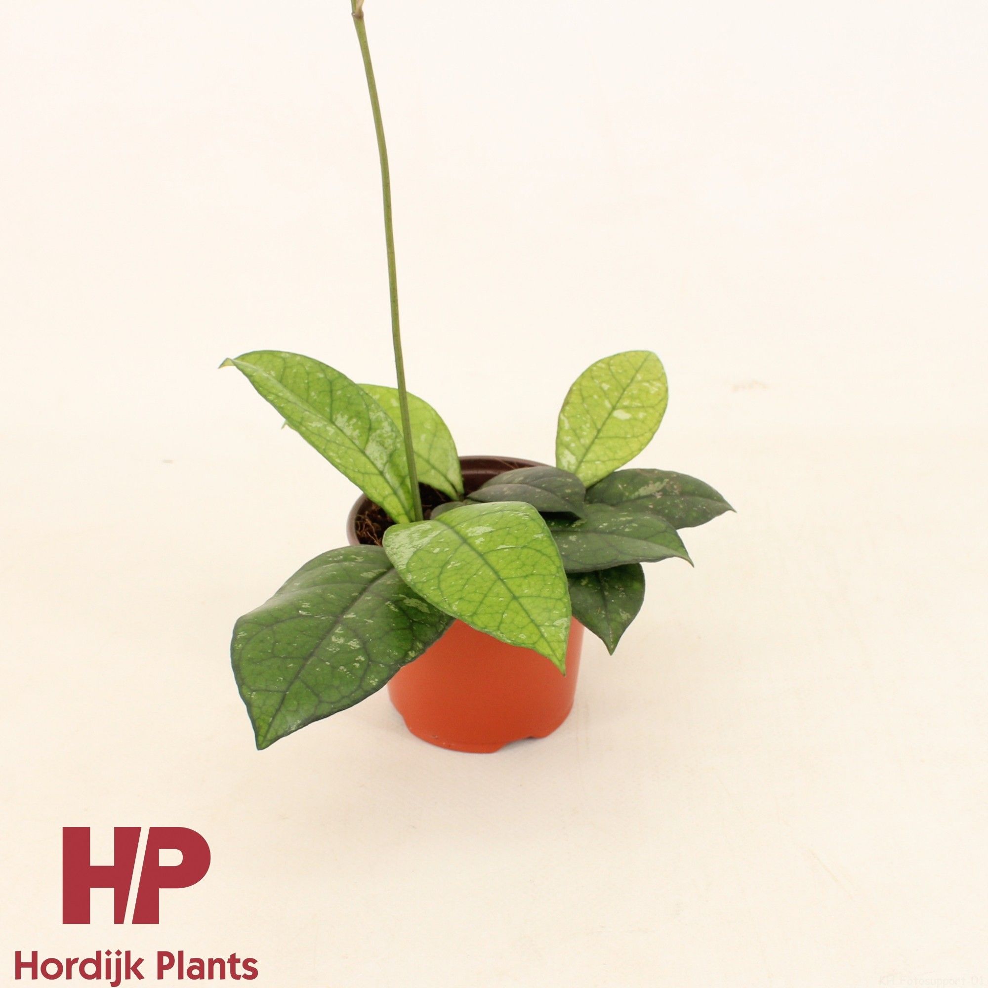 Hoya Crassipetiolata