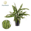 Aglaonema Cutlass