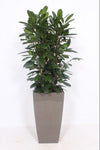 Ficus Cyathistipula Kunstof Piza Taupe