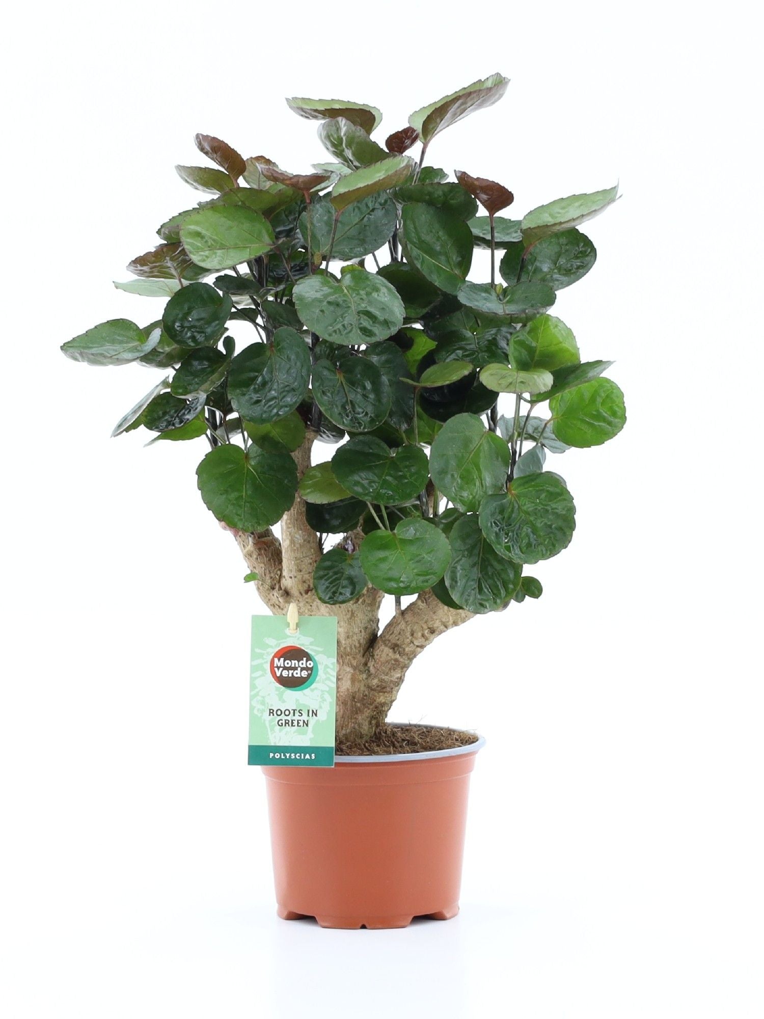 Polyscias Fabian