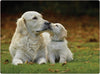 Rural Roots Golden Retrievers Placemat Pack Of 4