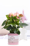 Anthurium An Roze Keramiek You're The Bloom
