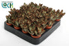 Kalanchoe Tomentosa Dark