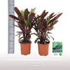 Calathea Rufibarba