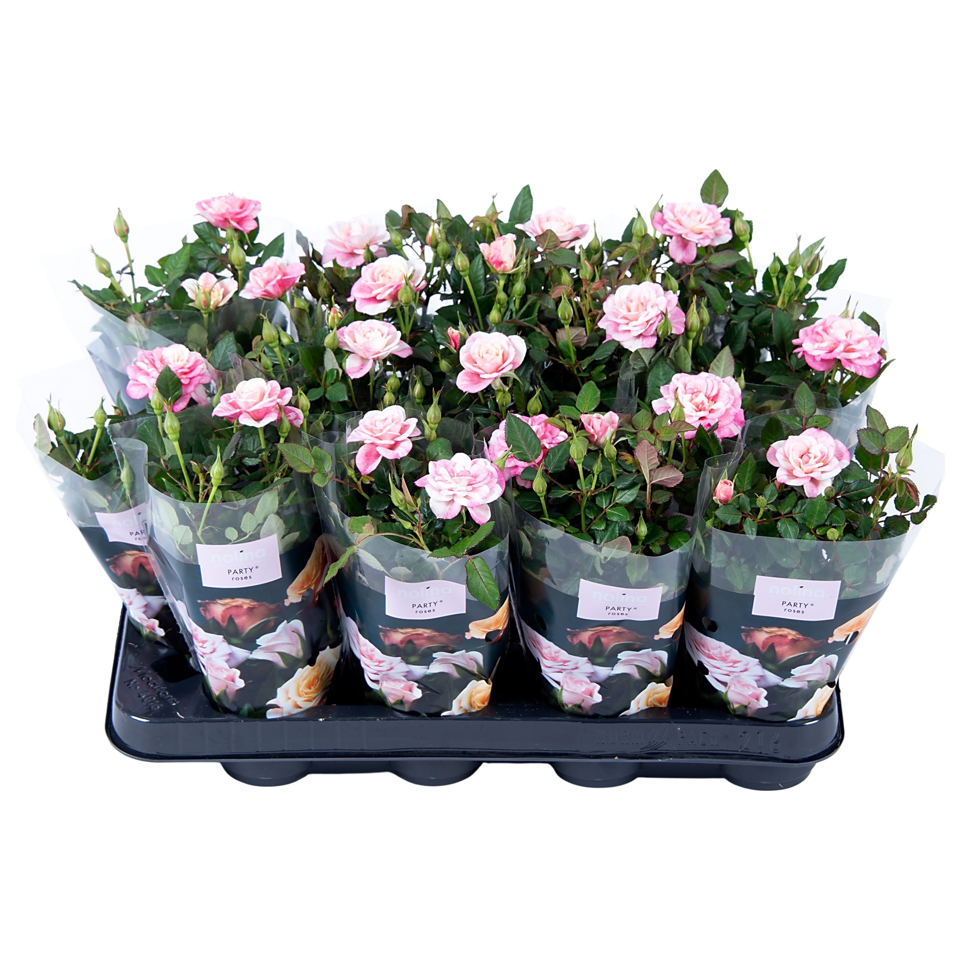 Rose Party Mini Pia