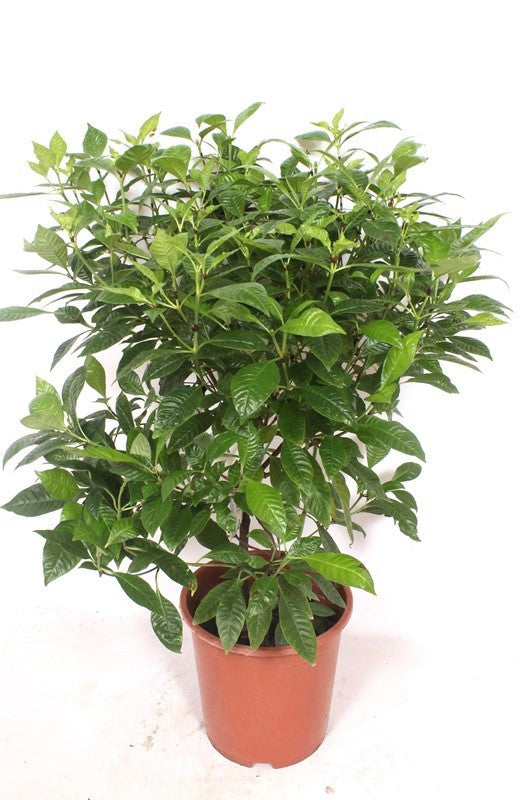 Green Plants Other