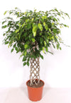 Ficus Be Exotica Stam Gevlochten Mat