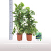Monstera Ob Monkey Leaf