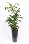 Caryota Mitis Kunststof Santorini Antraciet