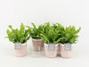 Asplenium Crispy Wave Keramiek Terracotta