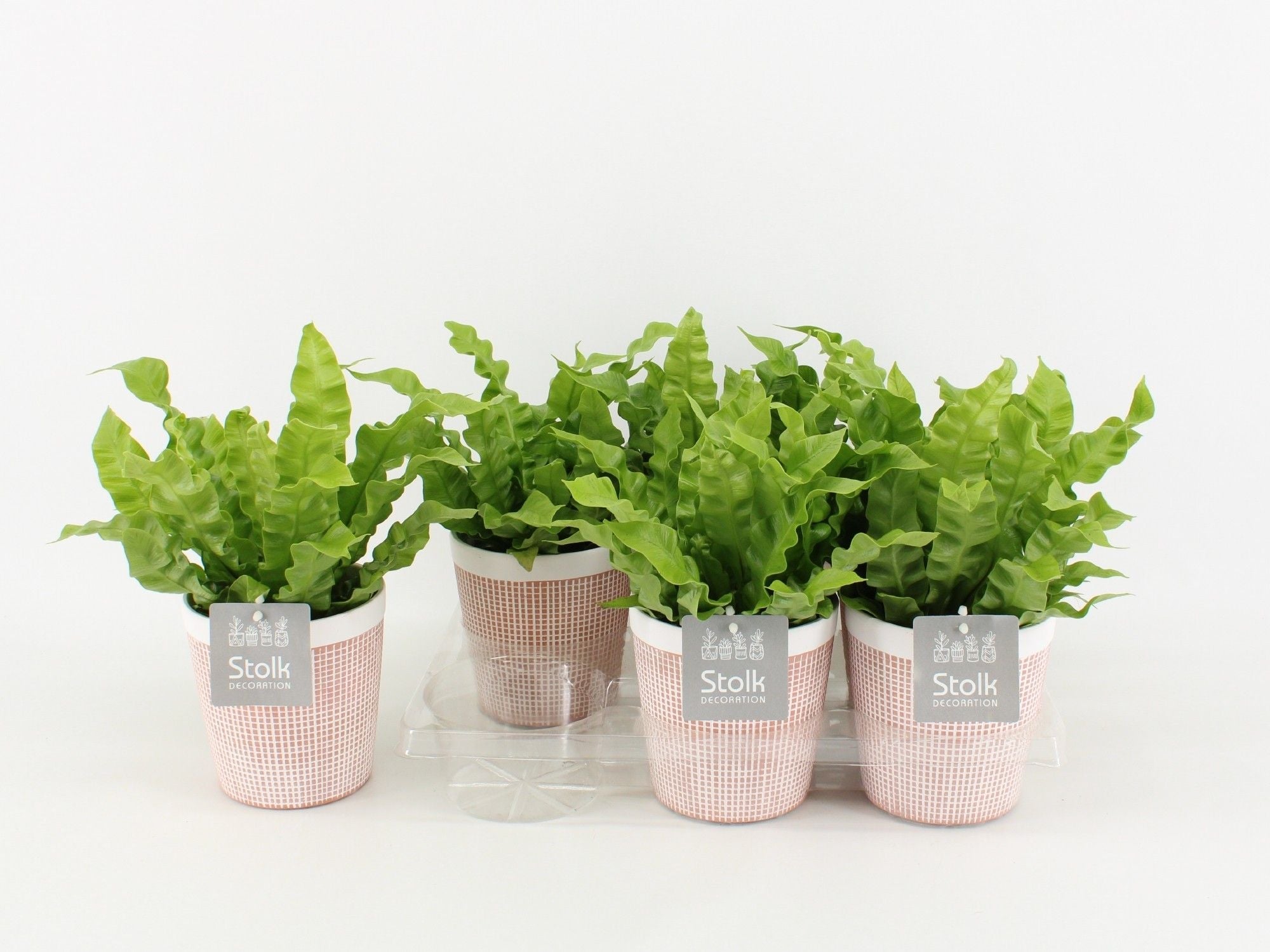 Asplenium Crispy Wave Keramiek Terracotta