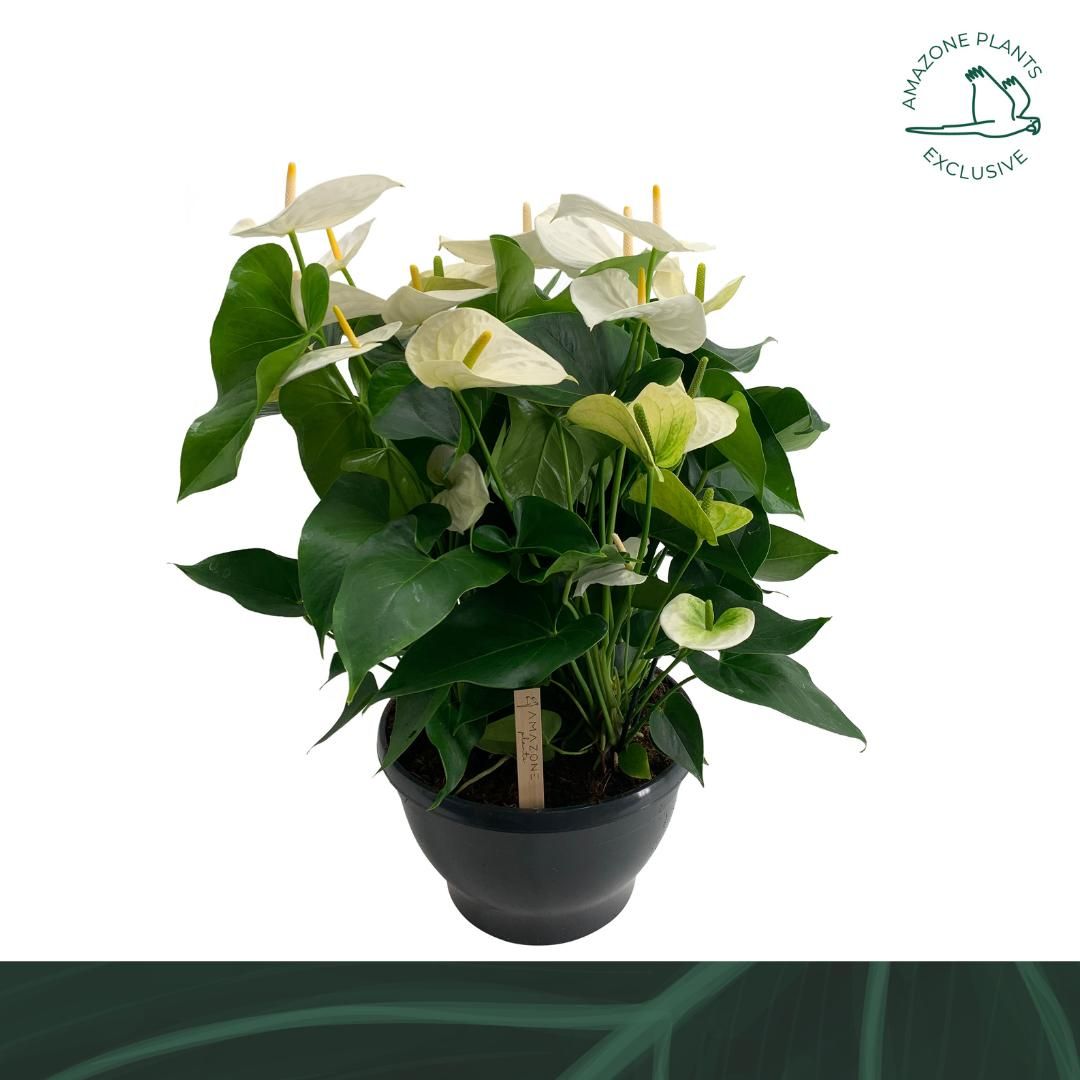 Anthurium An Samora