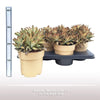 Kalanchoe Tomentosa Golden Girl