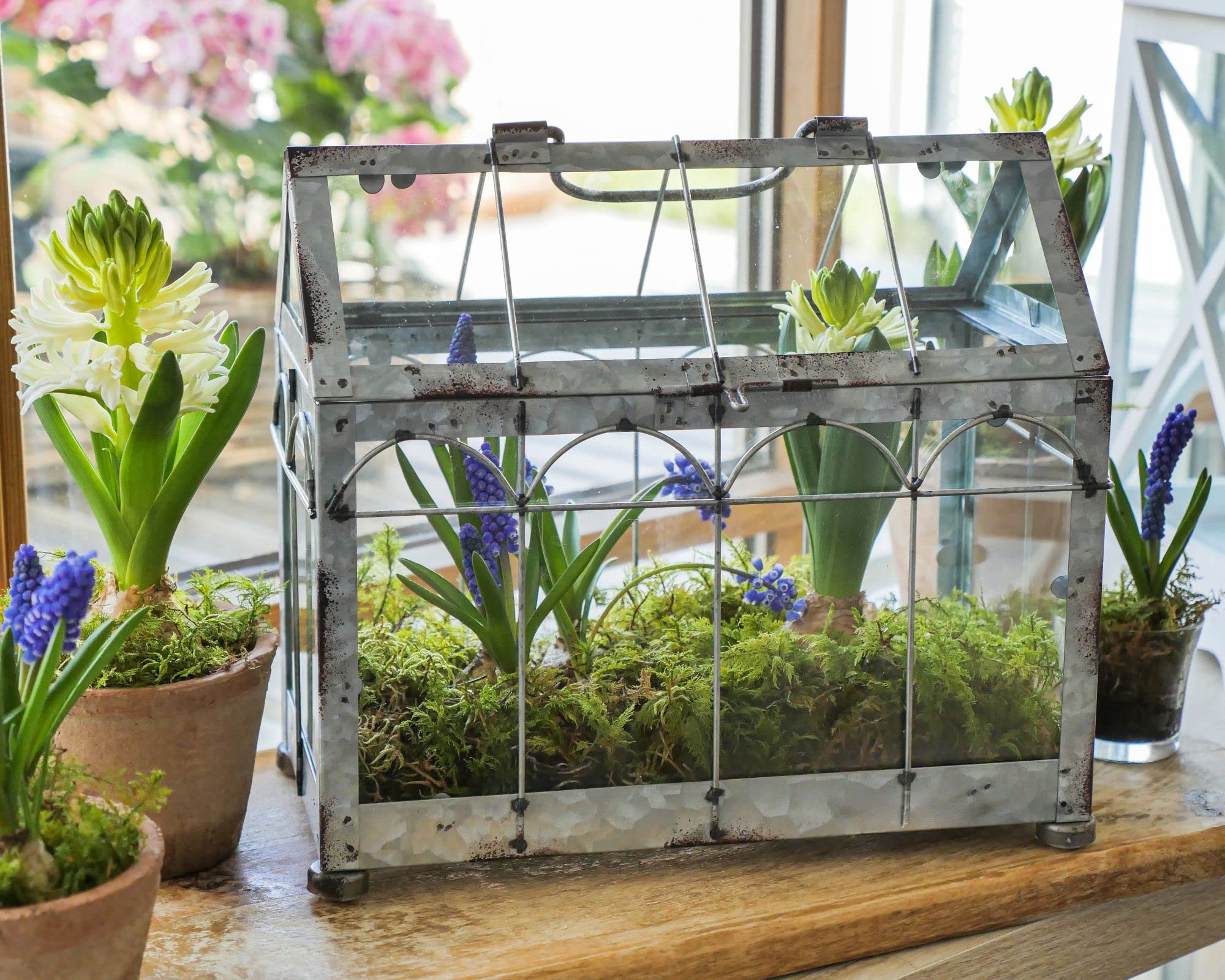 Esschert Design ZB21 Greenhouse with Lockable Lid, Plant House, Iron/Glass with Carry Handle, Sturdy Feet, Multi, Small, 29.3 x 15.4 x 26.4 cm