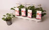 Pel Graveolens Pink Capitatum