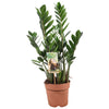 Zamioculcas Zamiifolia 4+