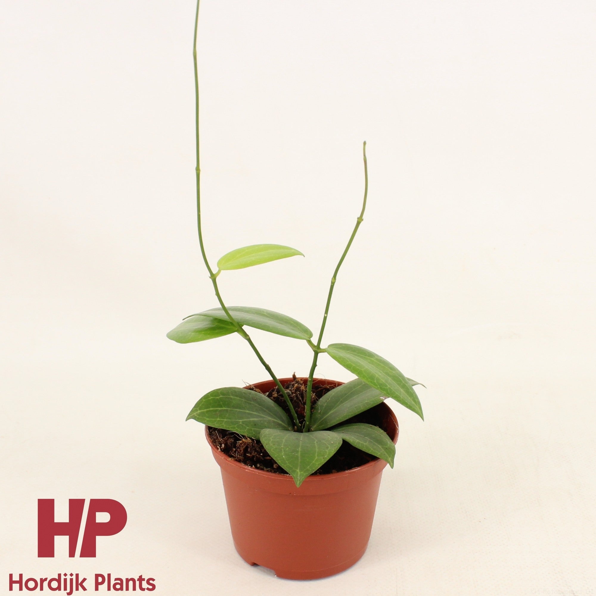 Hoya Fitchii