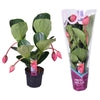 Medinilla Magnifica Flamenco 4 Knop + Hoes