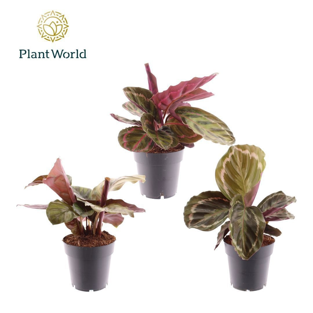 Calathea Gemengd
