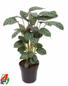 Calathea Green Flag