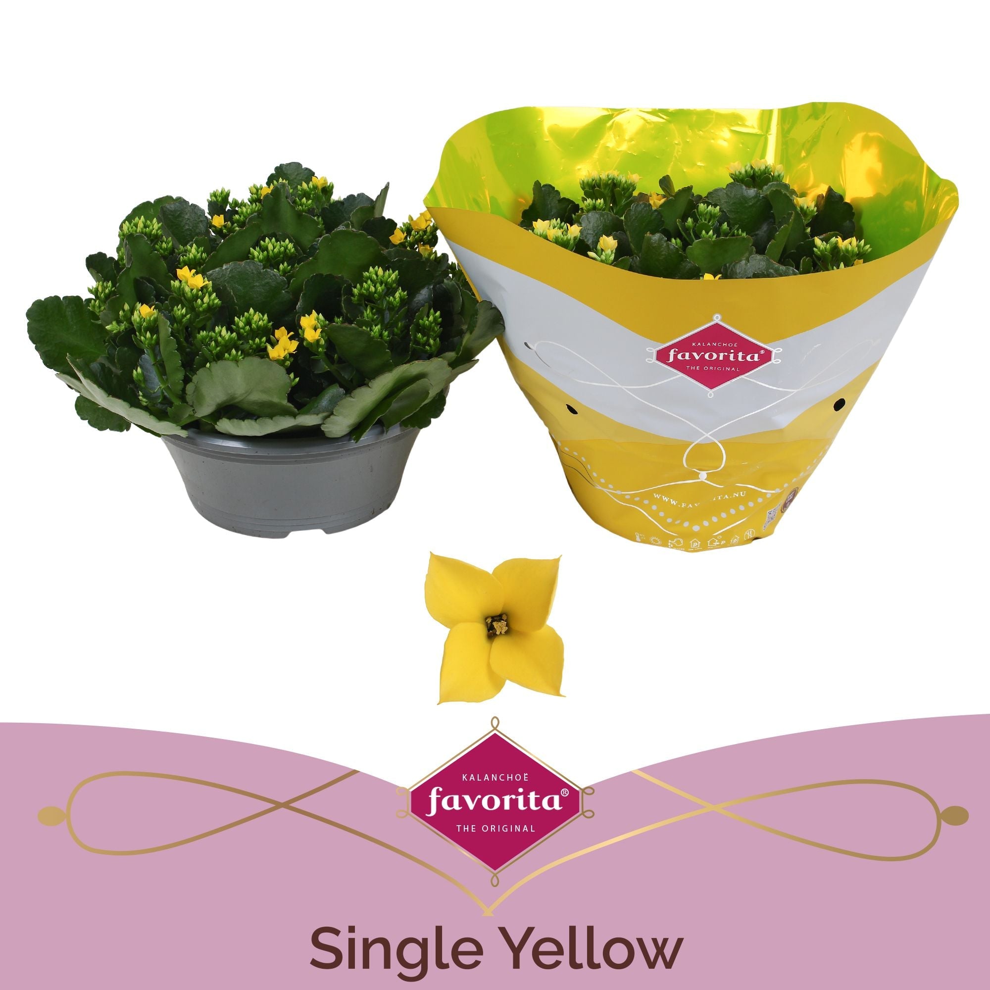 Kalanchoe Bl Geel Tst