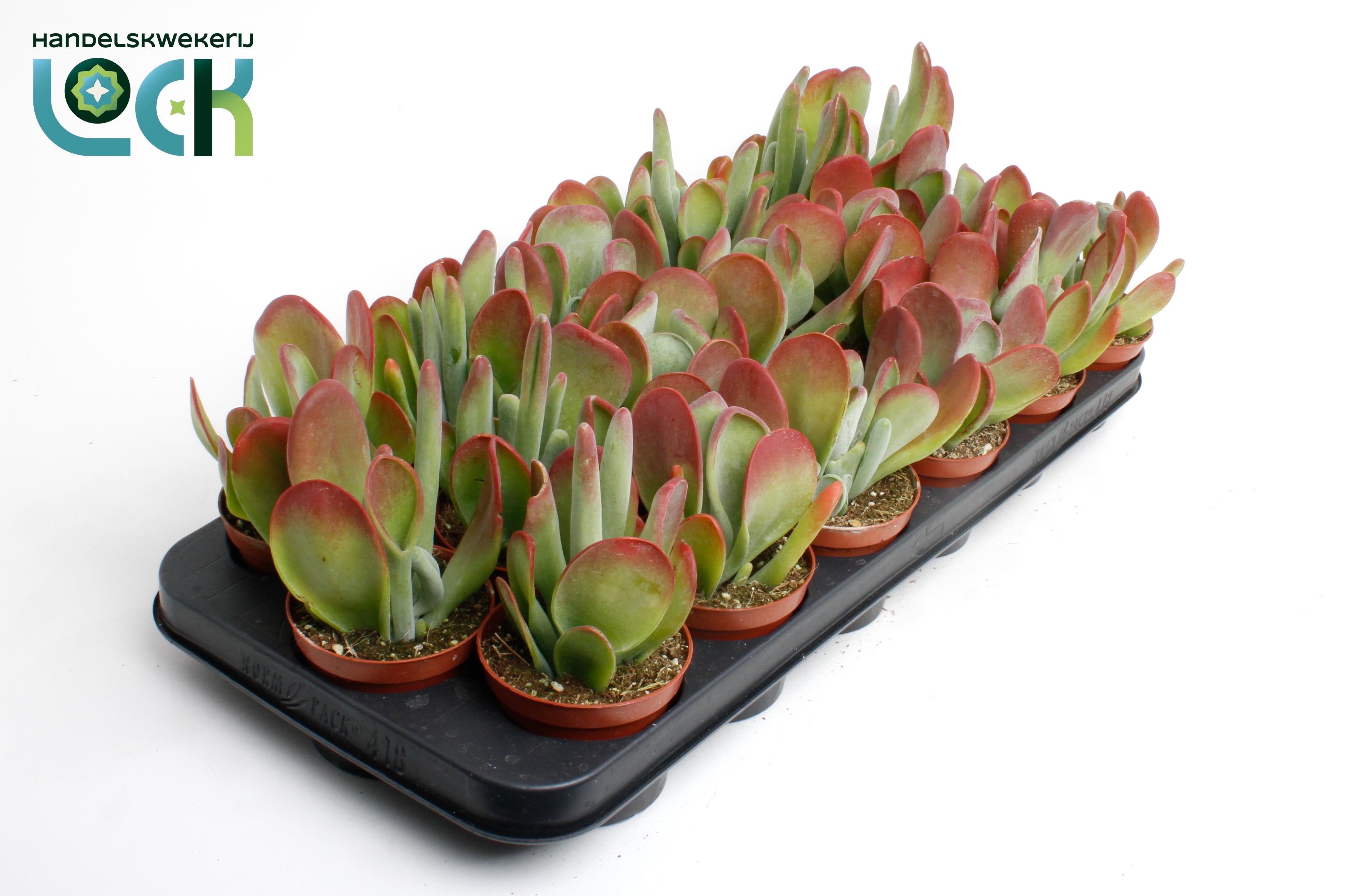 Kalanchoe Oricula