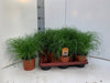 Cyperus Zumula