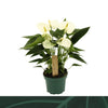 Anthurium An Everest