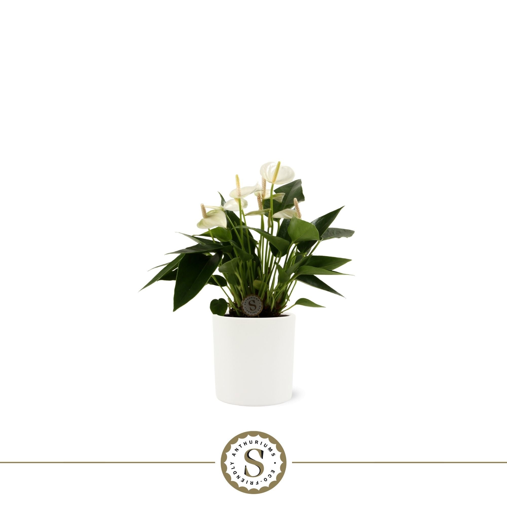 Anthurium St White Champion Keramiek Bari White