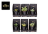 Sans Ov Gemengd Xerophyte Collection