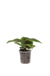 Pilea Moon Valley