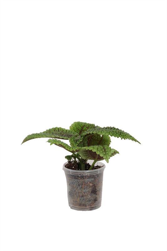 Pilea Moon Valley