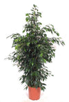 Ficus Be Danielle