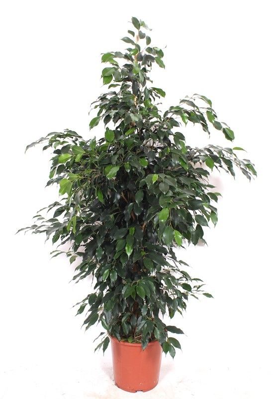 Ficus Be Danielle