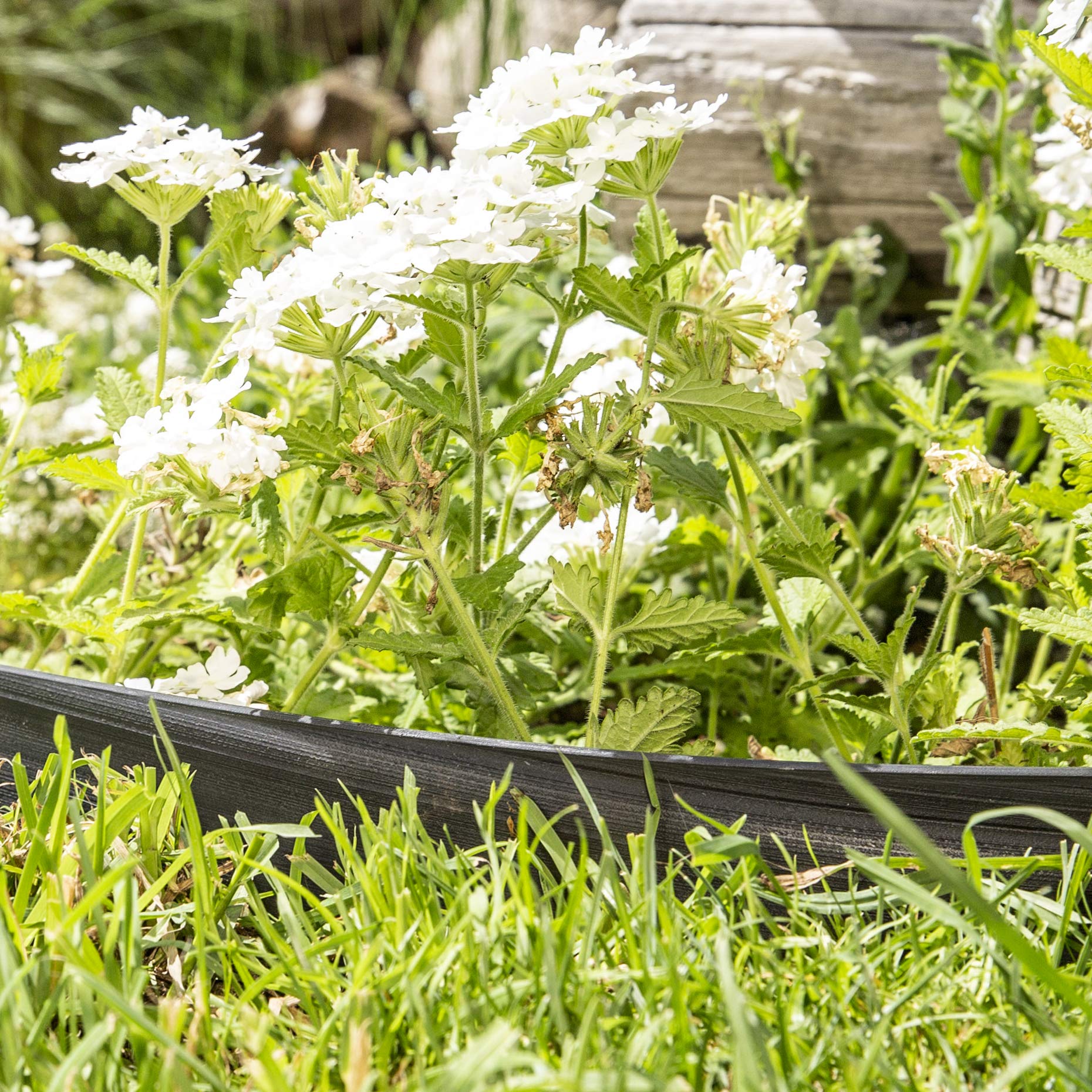 Windhager Lawn and Design Edging Black/Grey