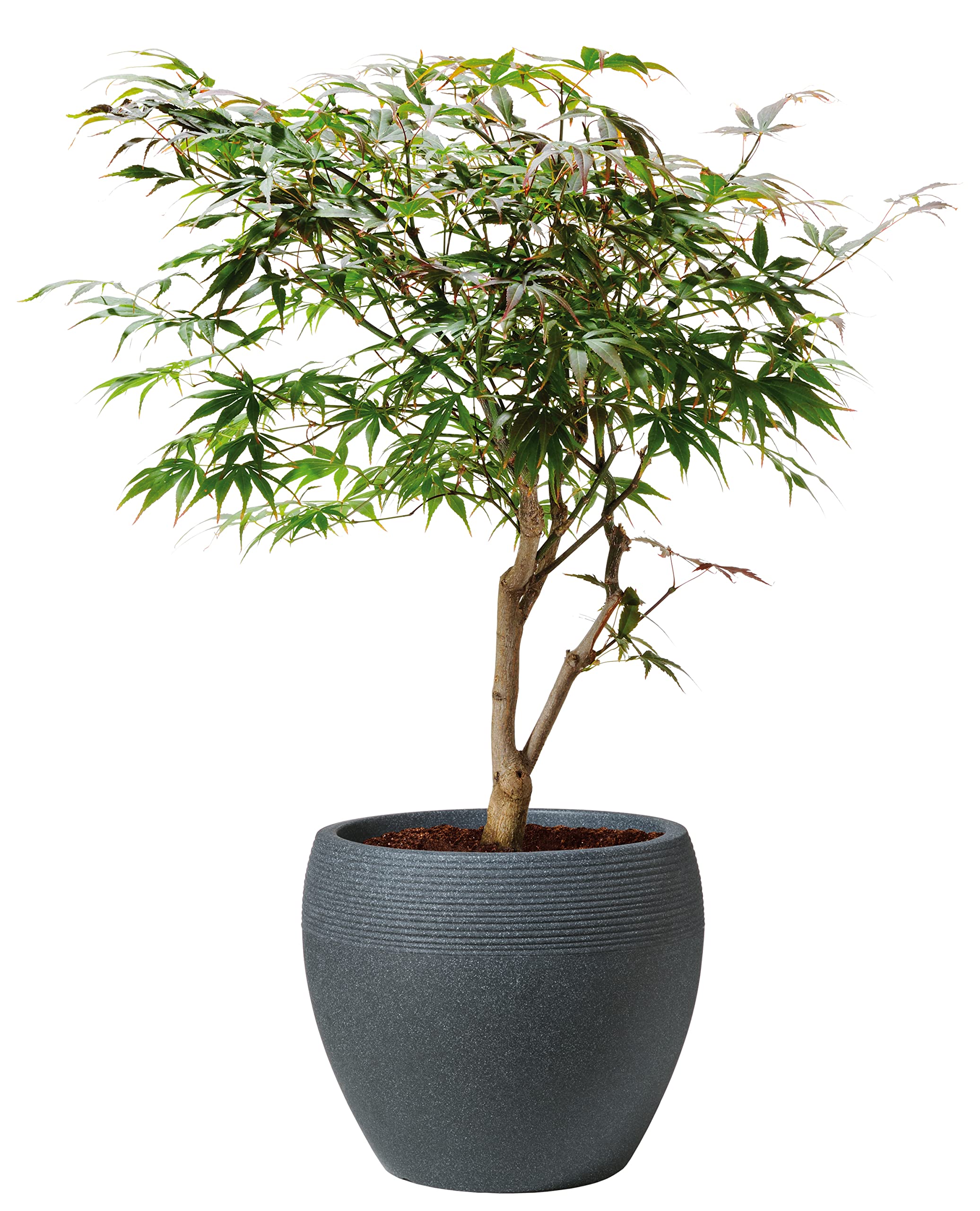 Scheurich Lineo Planter 47cm