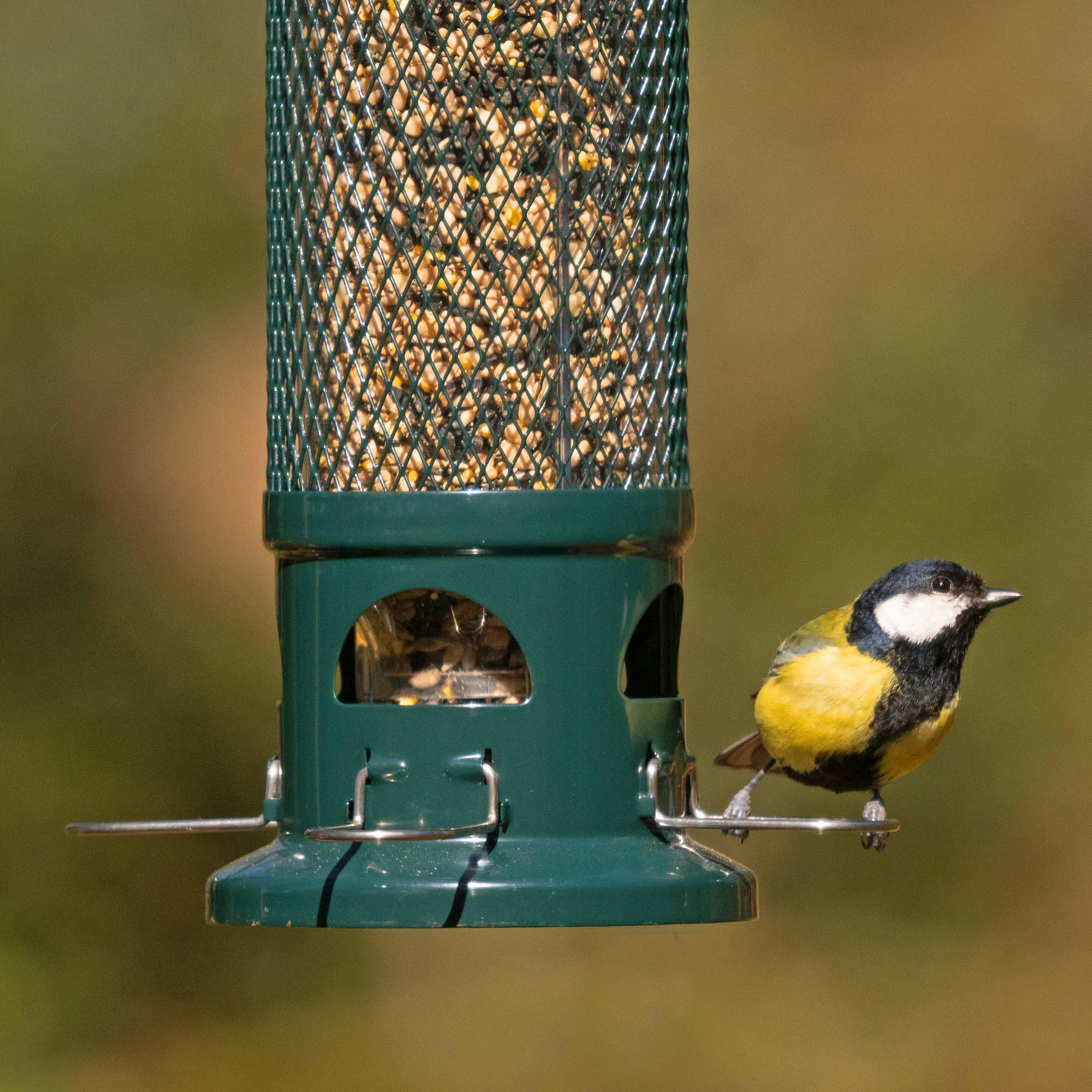 Squirrel Proof Bird Feeder for Seeds - Jacobi Jayne? Squirrel Buster? Seed Bird Feeder ? Pigeon Proof Metal Bird Seed Feeder for Wild Birds ? Easy