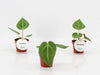 Anthurium Magnificum