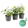 Ficus Be Gemengd