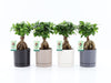 Ficus Mi Ginseng Keramiek Hainan
