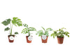 Monstera Gemengd