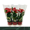 Anthurium An Nevada Keramiek Rood