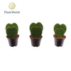 Hoya Kerrii 2pp